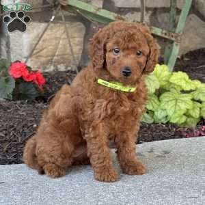 Millie, Mini Goldendoodle Puppy