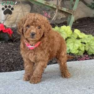 Minnie, Mini Goldendoodle Puppy