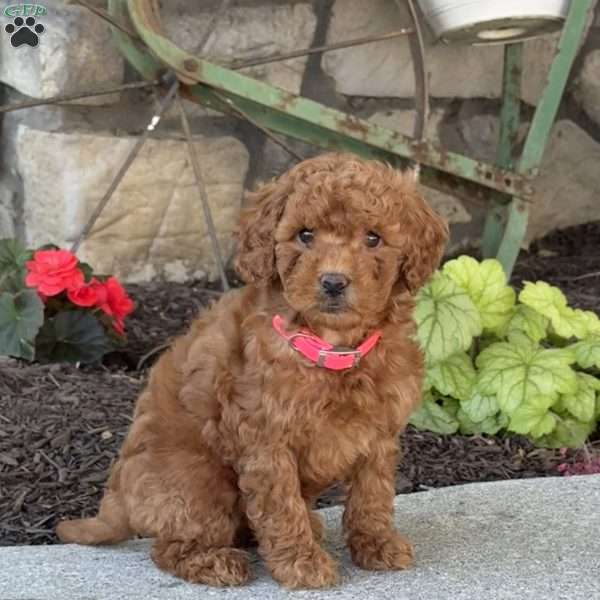 Minnie, Mini Goldendoodle Puppy