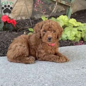 Minnie, Mini Goldendoodle Puppy