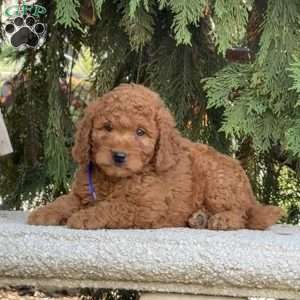 Odie, Mini Labradoodle Puppy