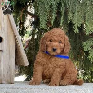 Odie, Mini Labradoodle Puppy