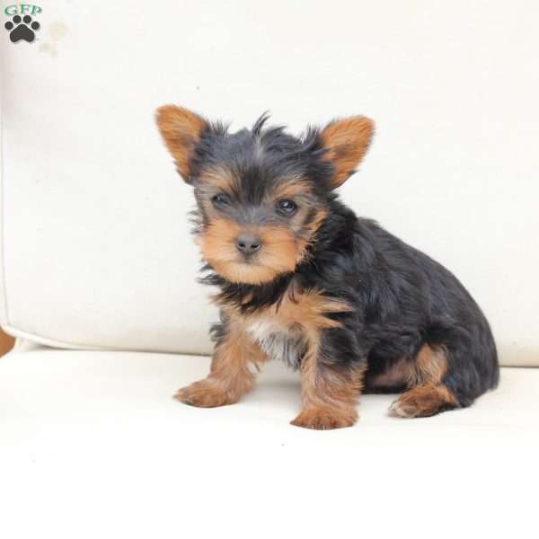 Ollie, Yorkie Puppy