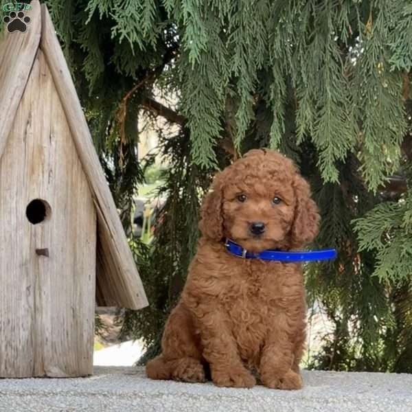 Odie, Mini Labradoodle Puppy