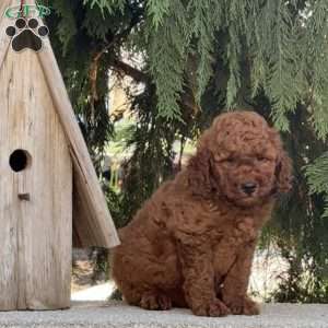 Oscar, Mini Labradoodle Puppy