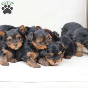 Leo, Yorkie Puppy