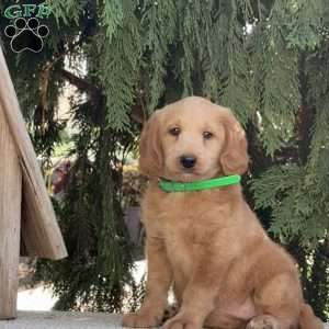 Olivia, Mini Labradoodle Puppy