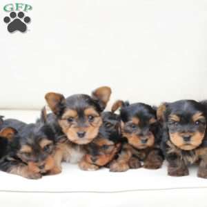 Max, Yorkie Puppy