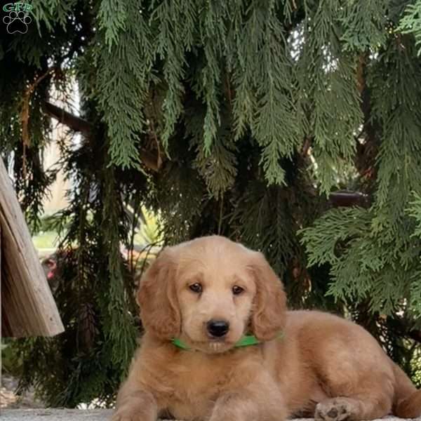 Olivia, Mini Labradoodle Puppy
