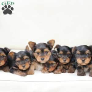 Leo, Yorkie Puppy