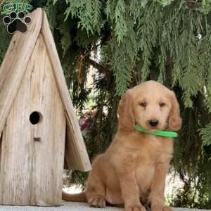 Olivia, Mini Labradoodle Puppy