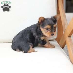 Charlie, Yorkie Puppy