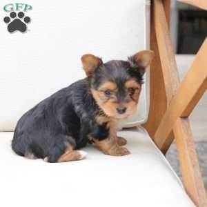 Charlie, Yorkie Puppy