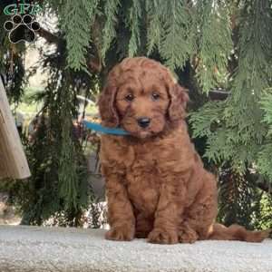 Oprah, Mini Labradoodle Puppy