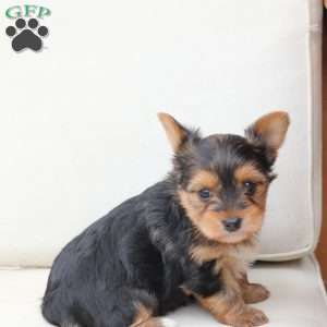 Charlie, Yorkie Puppy