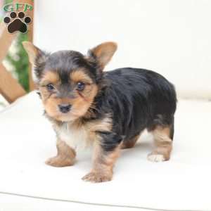 Charlie, Yorkie Puppy