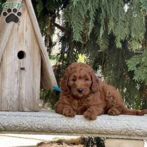 Oprah, Mini Labradoodle Puppy