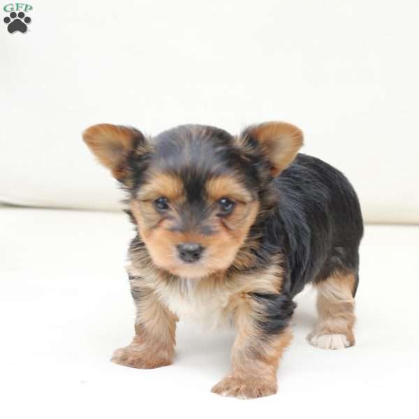 Charlie, Yorkie Puppy