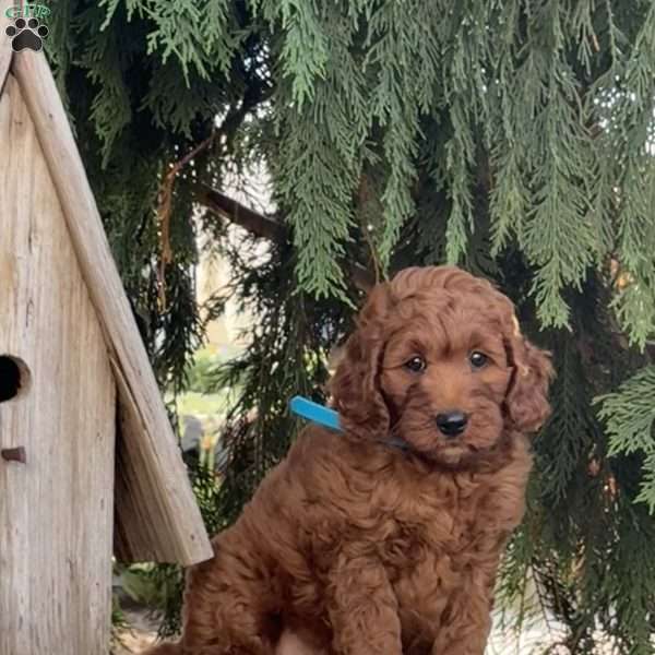 Oprah, Mini Labradoodle Puppy