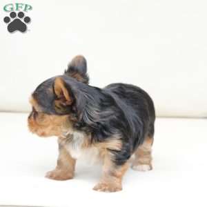 Charlie, Yorkie Puppy