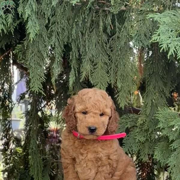 Oakley, Mini Labradoodle Puppy