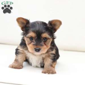 Charlie, Yorkie Puppy