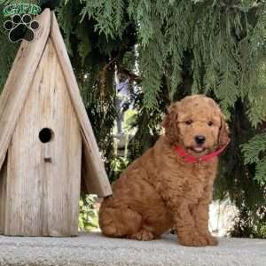 Oakley, Mini Labradoodle Puppy
