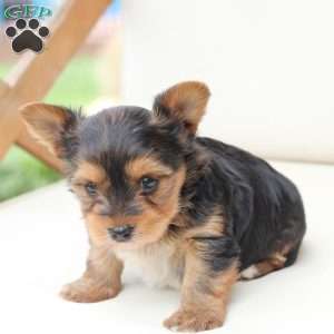 Charlie, Yorkie Puppy