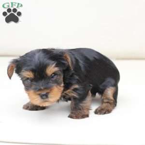 Max, Yorkie Puppy