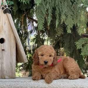 Oakley, Mini Labradoodle Puppy