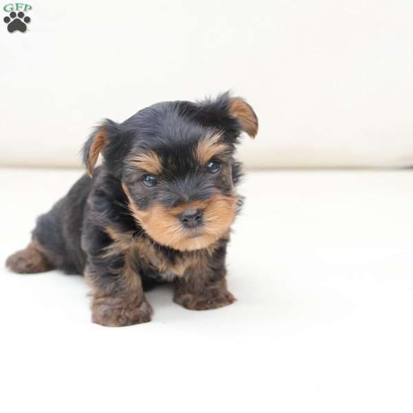 Max, Yorkie Puppy