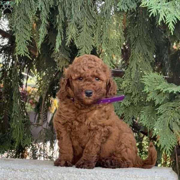 Oscar, Mini Labradoodle Puppy