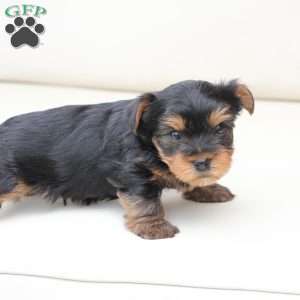 Max, Yorkie Puppy
