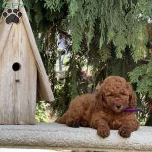 Oscar, Mini Labradoodle Puppy