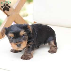 Max, Yorkie Puppy