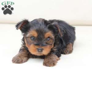 Leo, Yorkie Puppy