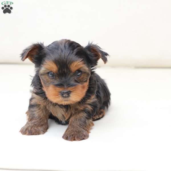 Leo, Yorkie Puppy