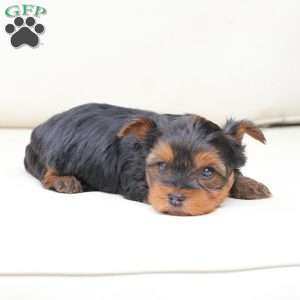Leo, Yorkie Puppy
