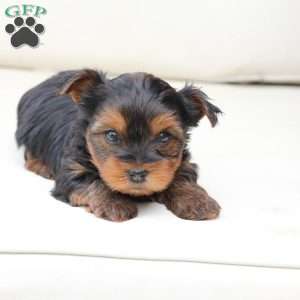 Leo, Yorkie Puppy