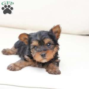 Finn, Yorkie Puppy
