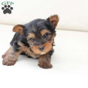 Finn, Yorkie Puppy