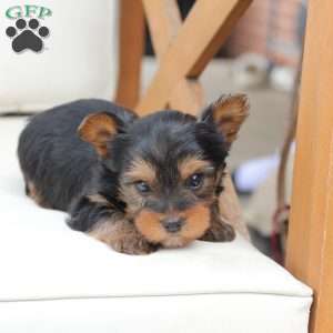Finn, Yorkie Puppy