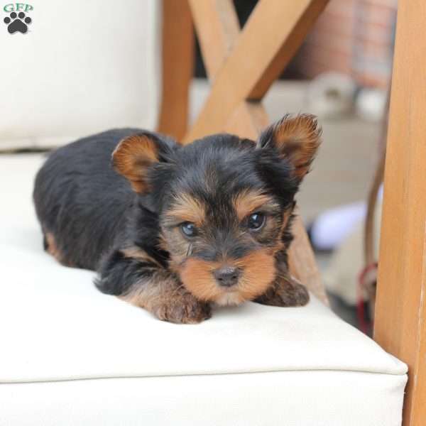 Finn, Yorkie Puppy