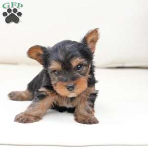 Finn, Yorkie Puppy