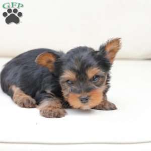 Finn, Yorkie Puppy