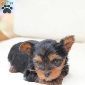 Finn, Yorkie Puppy