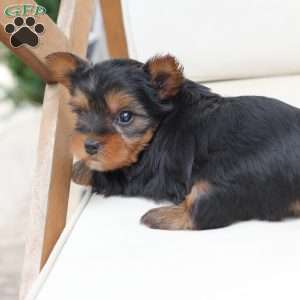 Finn, Yorkie Puppy