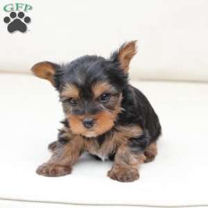 Finn, Yorkie Puppy