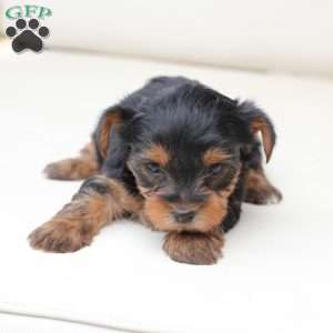 Bailey, Yorkie Puppy