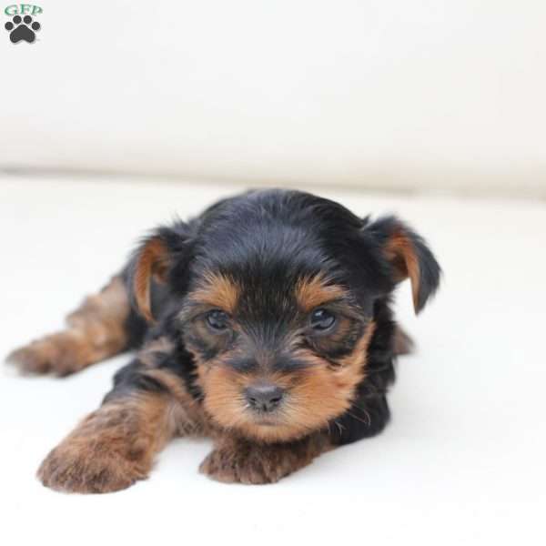 Bailey, Yorkie Puppy